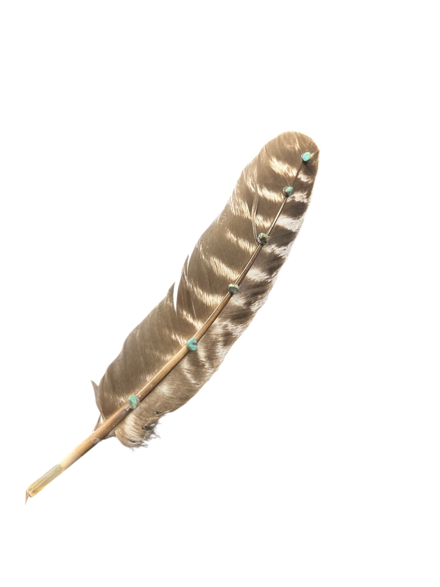 Turkey Turquoise Feather